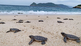 Swim with gentle giants on your Vietnam Travel adventure